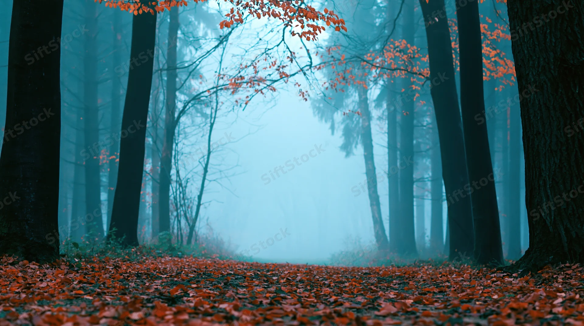 Misty autumn forest path lined with tall dark trees and orange fallen leaves