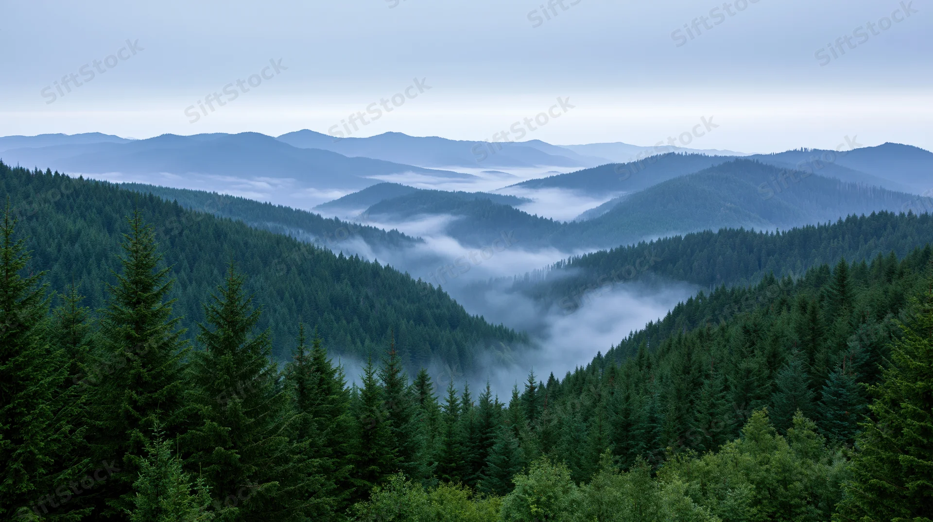 Misty mountain valley covered in dense spruce and fir forest with fog drifting between tree-covered ridges