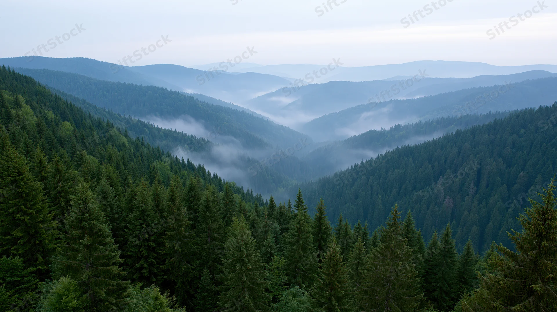 Misty valley surrounded by dense spruce and fir forested mountains under overcast sky