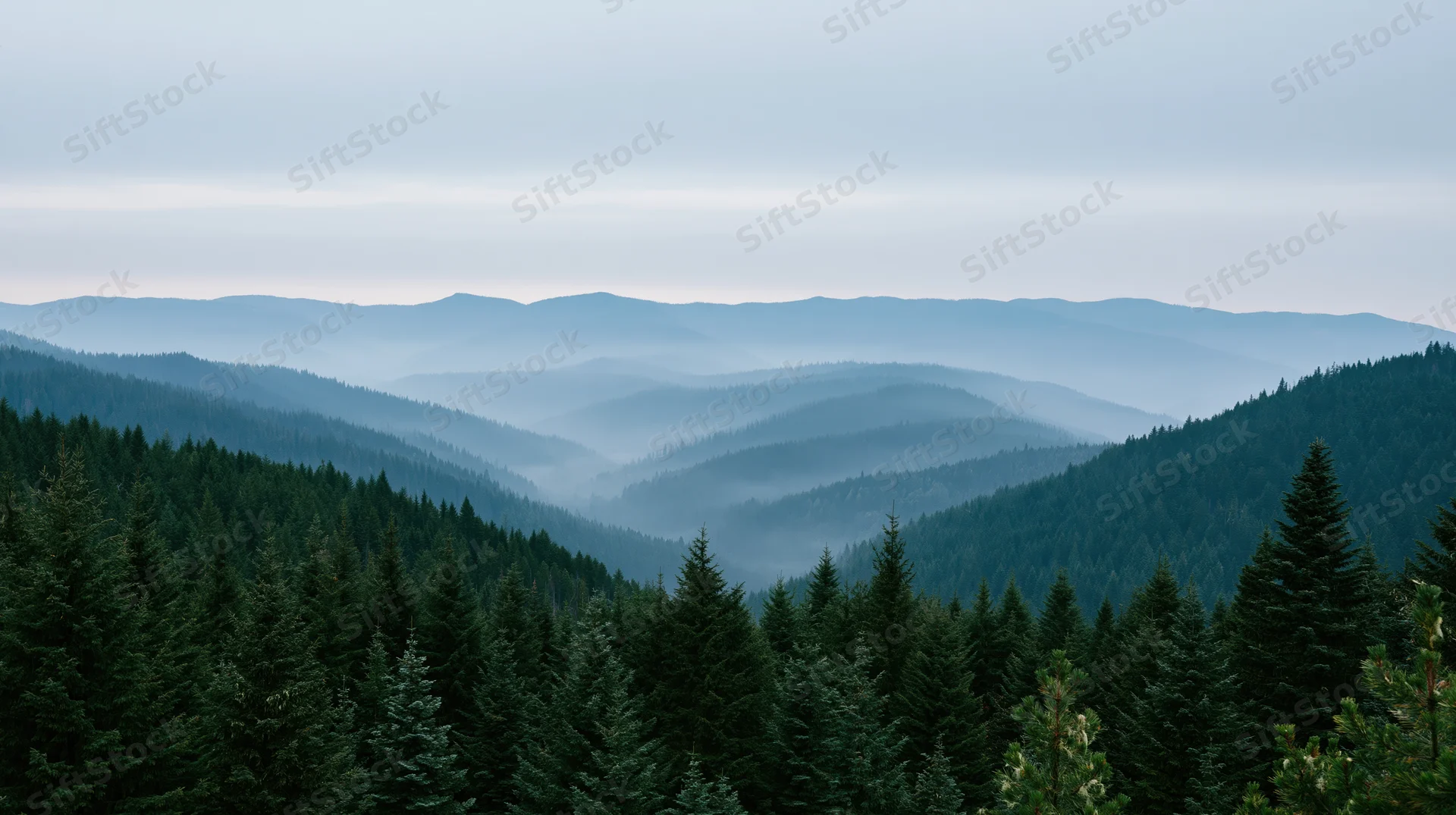 Misty mountain valley covered in dense spruce and fir forest under overcast sky