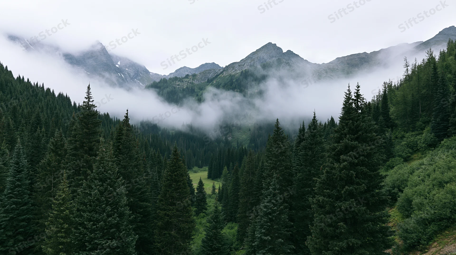 Misty mountain valley filled with dense conifer forest under overcast sky