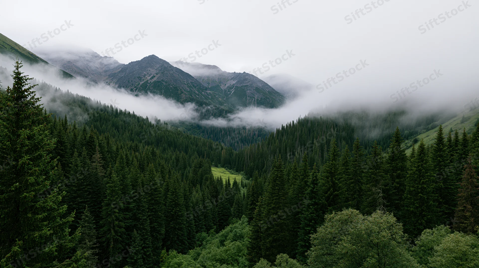Misty mountain valley filled with dense conifer forest under overcast sky
