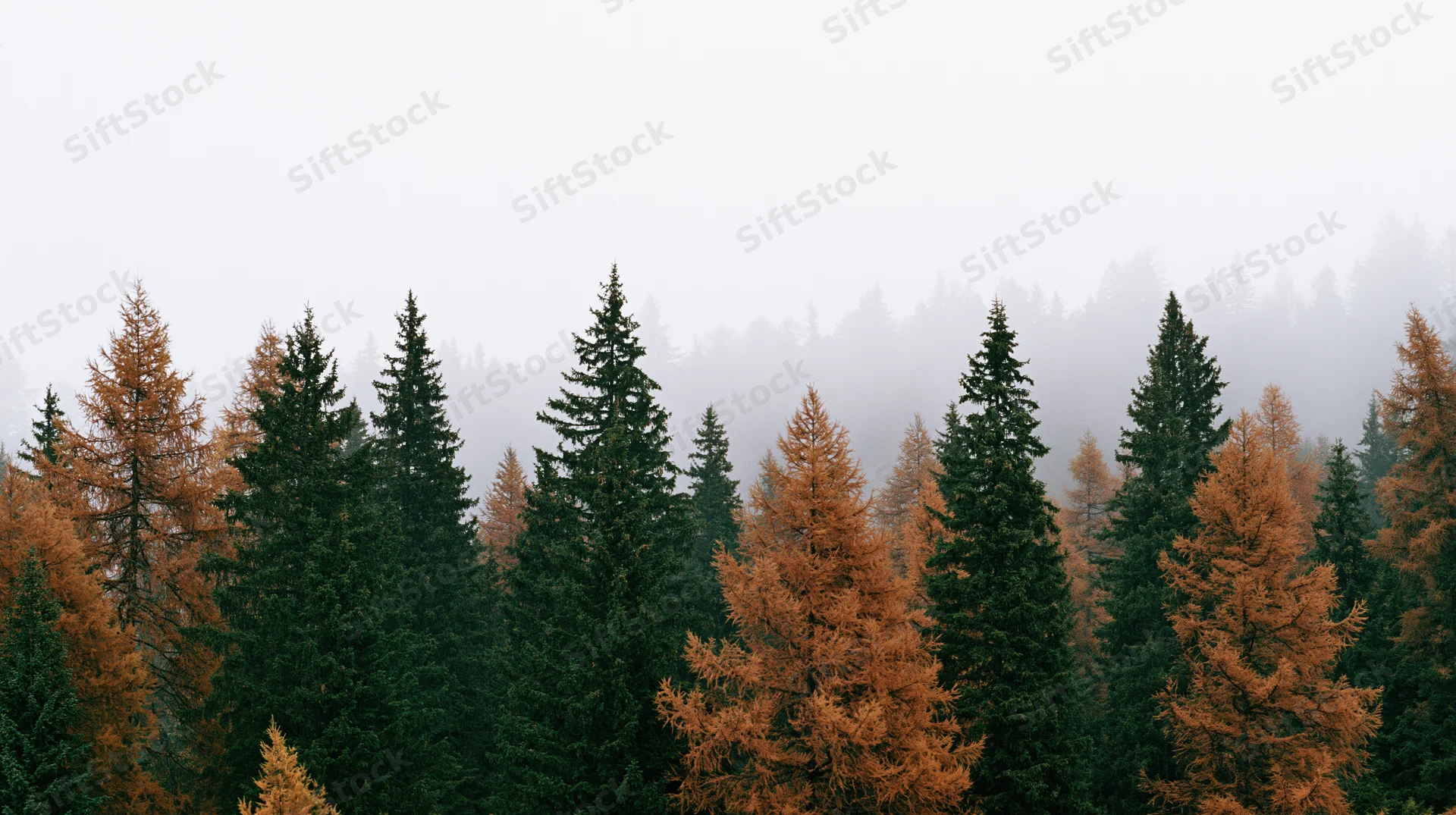 Alpine forest with dark green spruce and rust-orange larch trees in misty weather