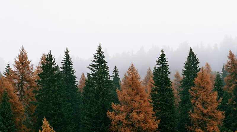 Alpine forest with dark green spruce and rust-orange larch trees in misty weather
