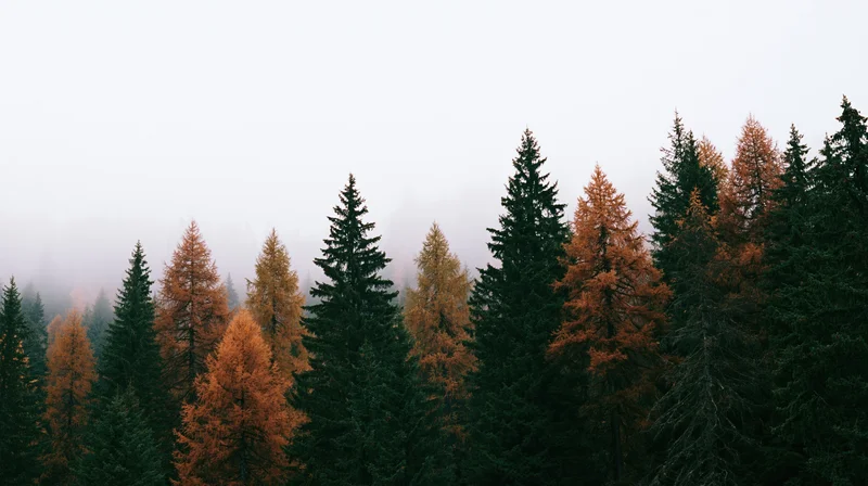 Alpine forest of dark green spruce and rust-orange larch trees in foggy autumn landscape