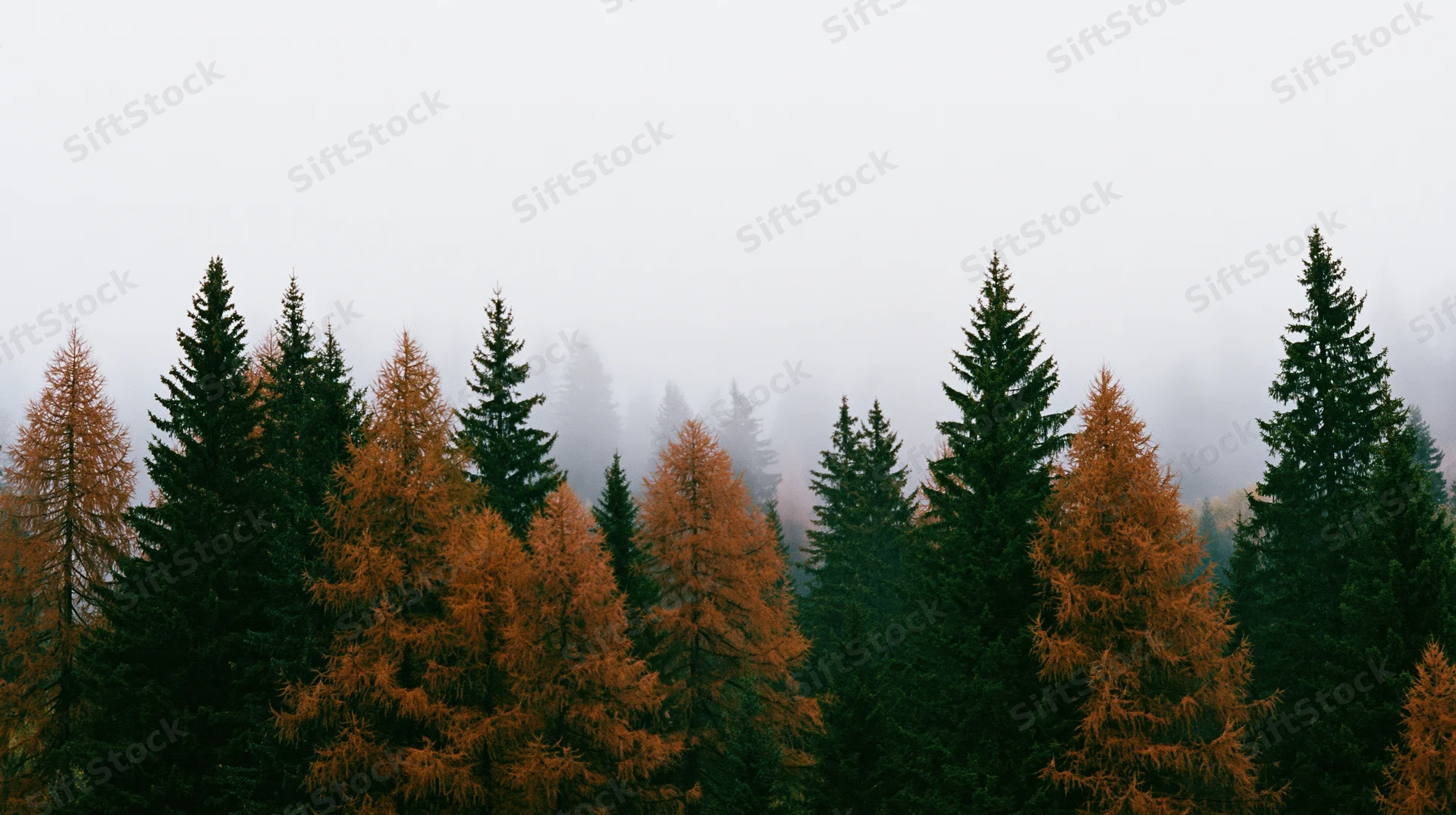 Alpine forest with dark green spruce and rust-orange larch trees in fog
