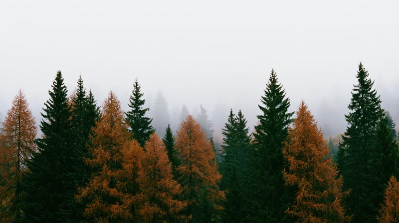 Alpine forest with dark green spruce and rust-orange larch trees in fog
