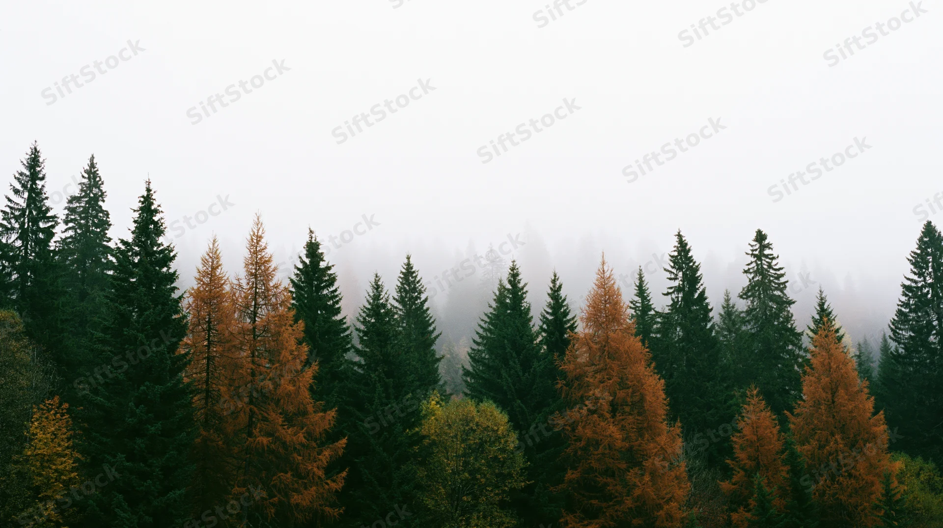 Alpine forest of dark green spruce and rust-orange larch trees in fog