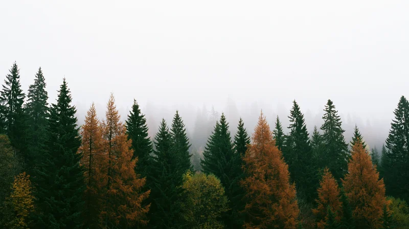Alpine forest of dark green spruce and rust-orange larch trees in fog