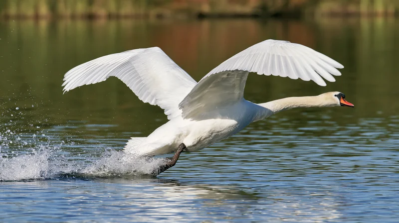Mute swan taking off from calm lake surface with wings spread and water splashing