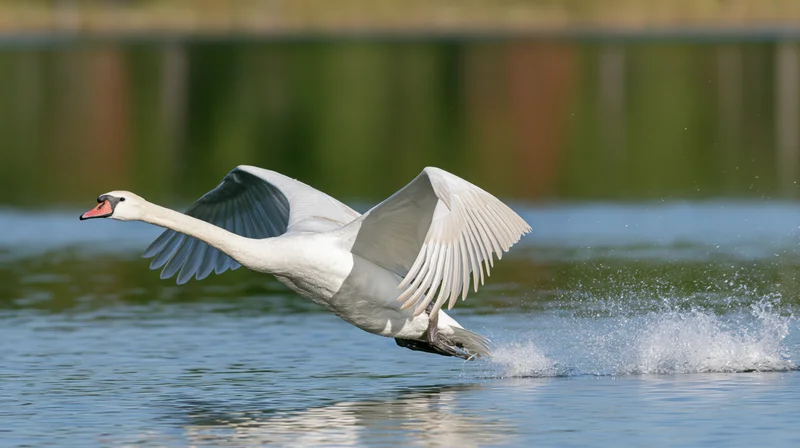 Mute swan taking off from calm lake surface with wings spread and water splashing