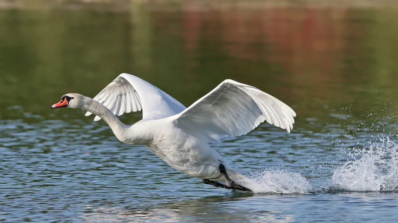 Mute swan taking off from calm lake surface with wings spread and splashing water