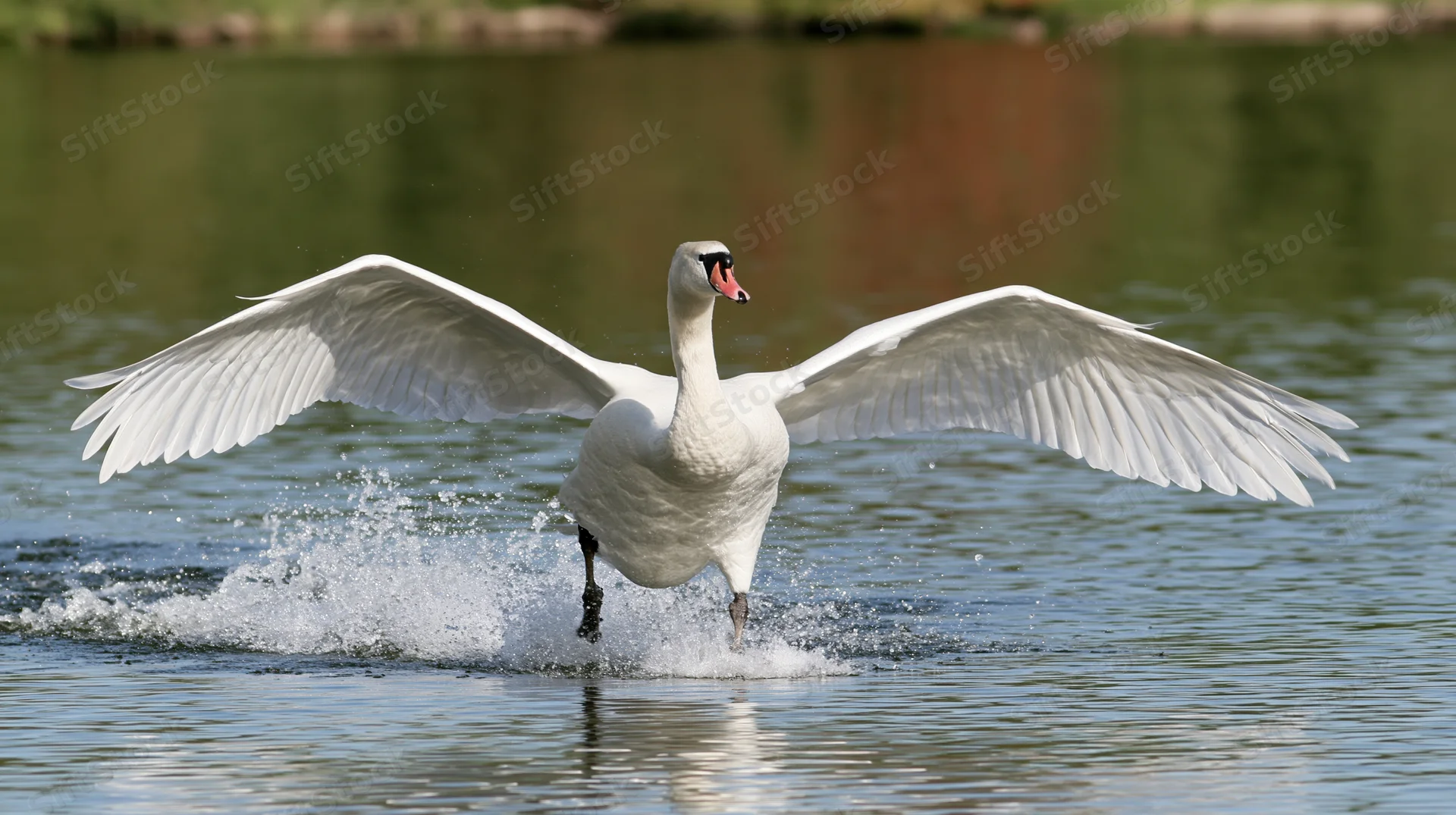Mute swan taking off from lake surface with wings spread wide