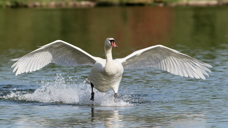 Mute swan taking off from lake surface with wings spread wide