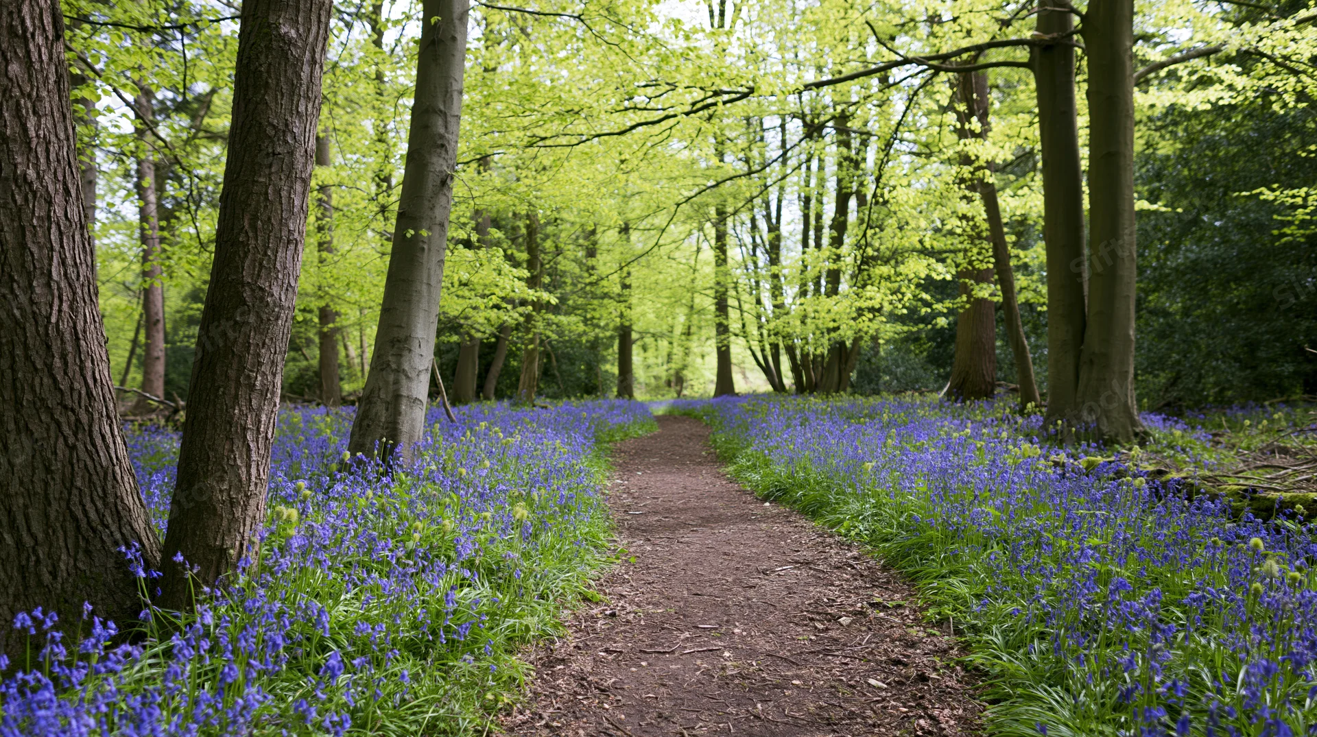 Narrow dirt path winding through a bluebell wood in spring