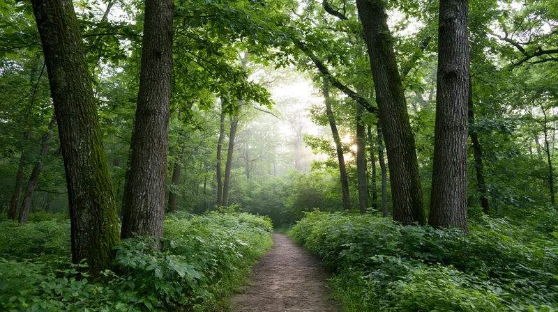 Narrow dirt path winding through dense deciduous forest with sunlight filtering through canopy