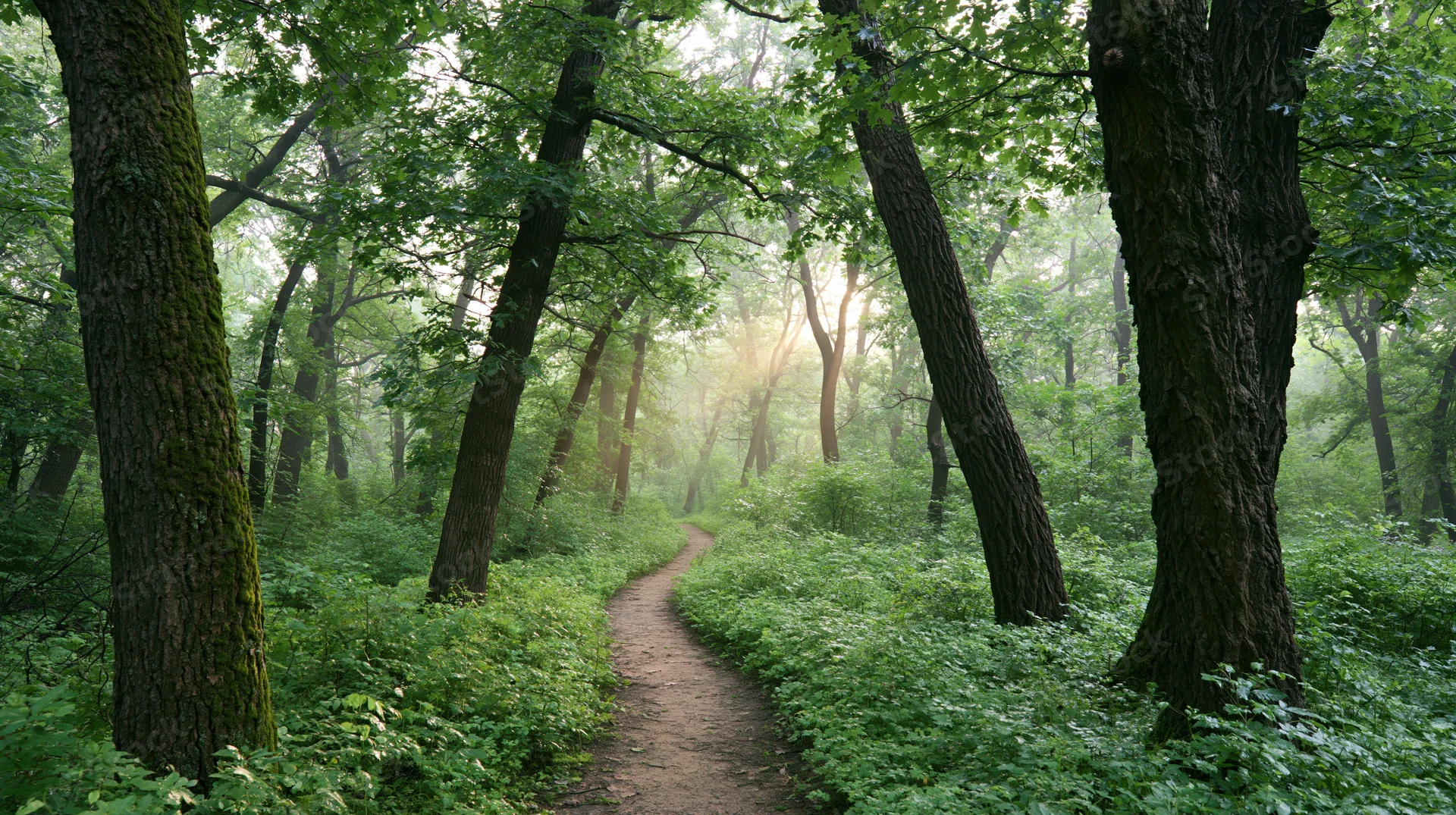 Narrow dirt path winding through dense deciduous forest with sunlight filtering through canopy