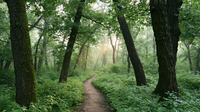 Narrow dirt path winding through dense deciduous forest with sunlight filtering through canopy