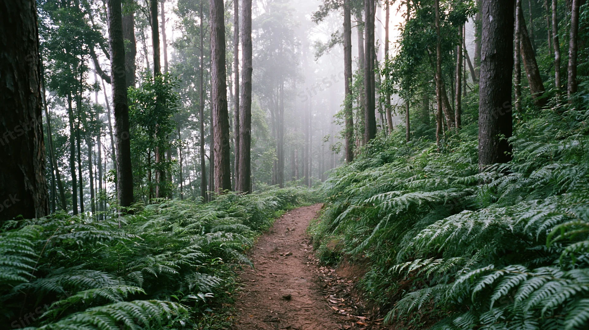 Narrow dirt trail winding through dense tropical rainforest with tall trees and lush ferns under misty canopy