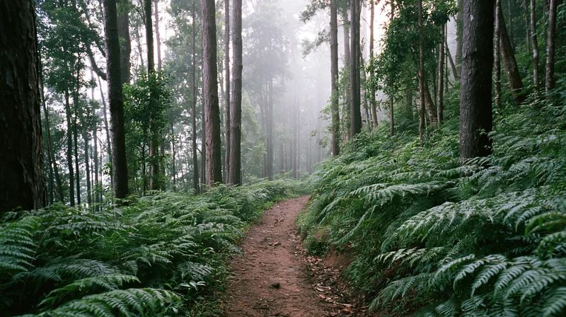 Narrow dirt trail winding through dense tropical rainforest with tall trees and lush ferns under misty canopy