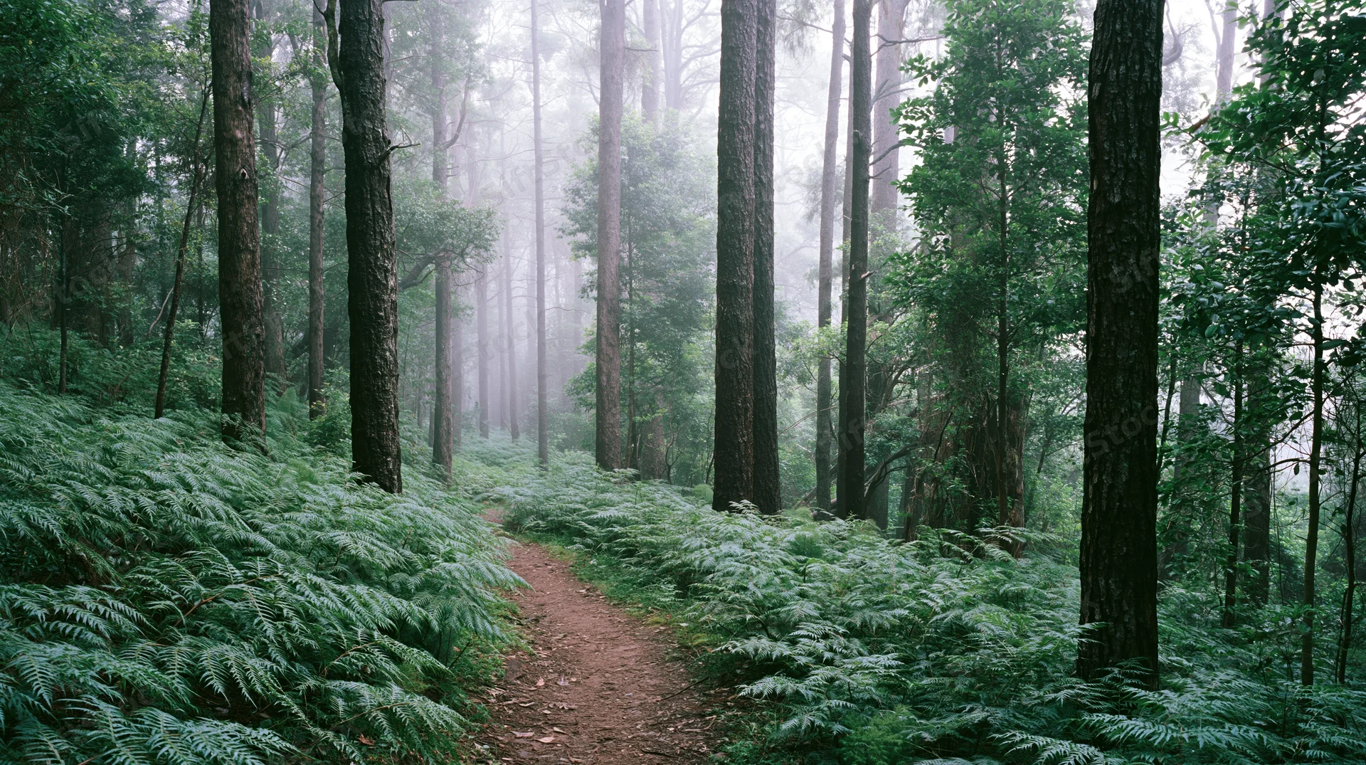 Narrow dirt trail winding through dense tropical rainforest with tall trees and lush ferns under misty conditions