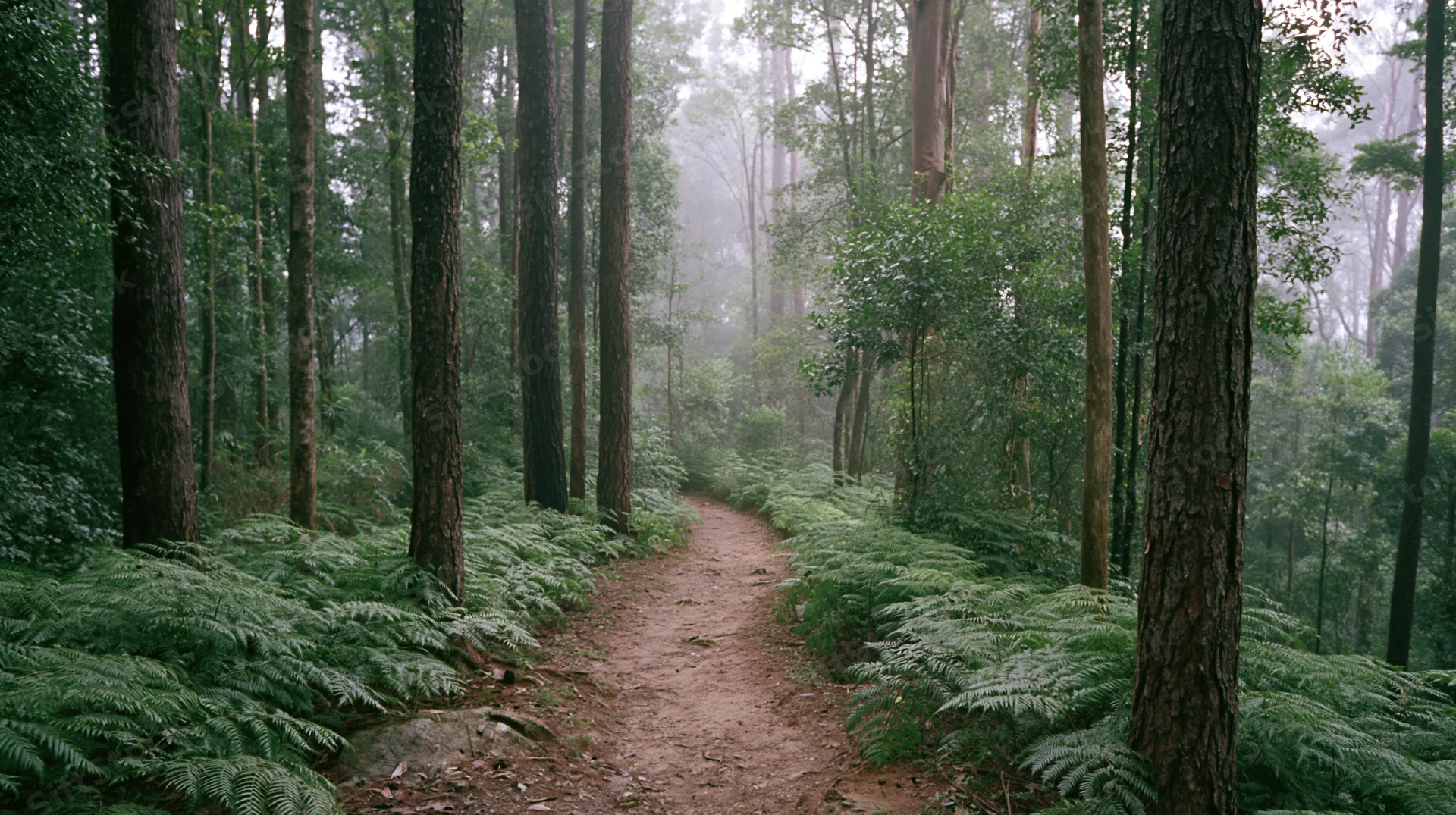 Narrow dirt trail winding through dense tropical rainforest with ferns and tall trees in misty atmosphere