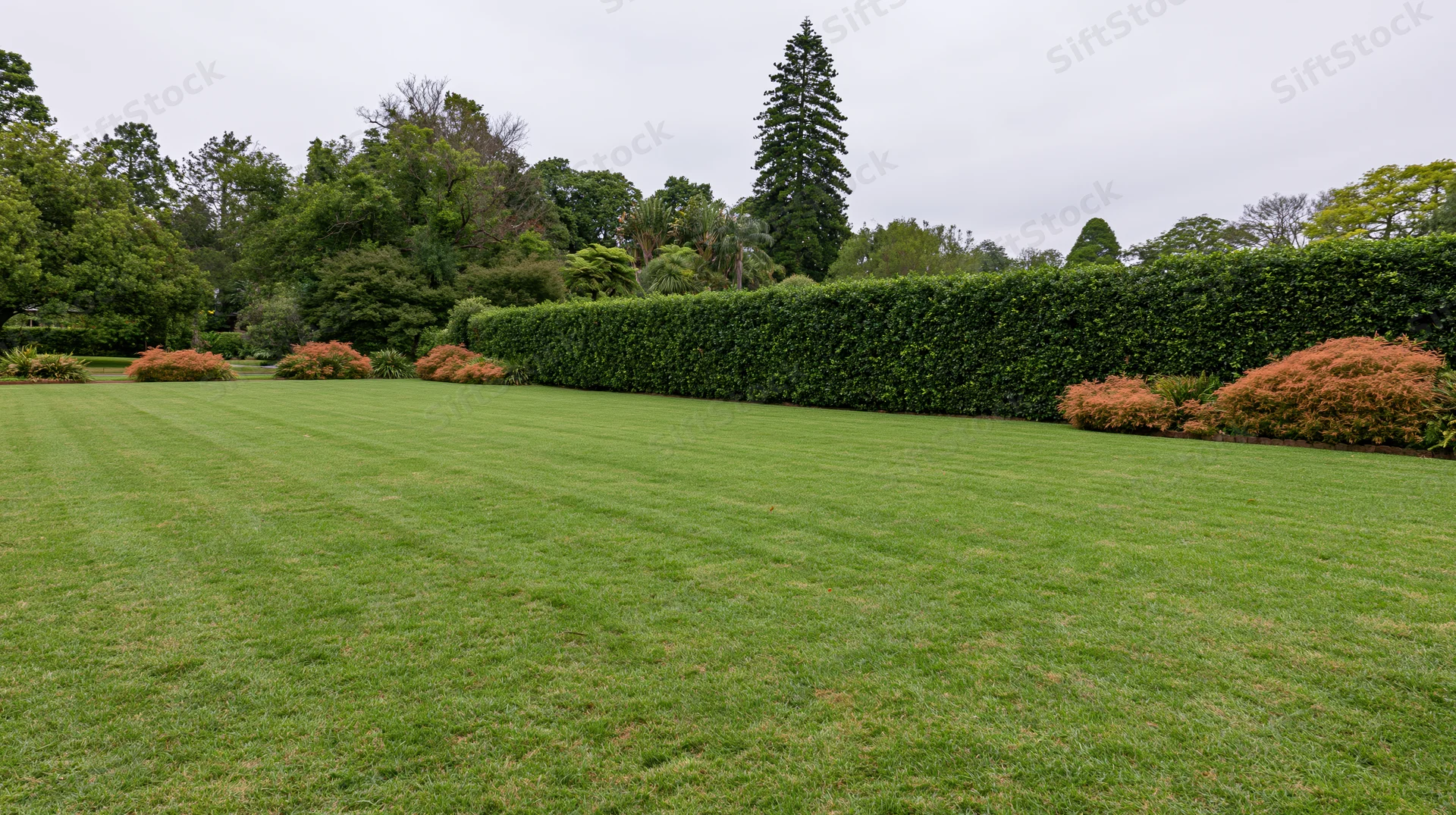 Wide view of a manicured lawn bordered by a tall hedge in a formal garden