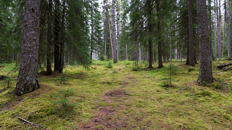 Moss-covered forest floor with tall conifer trees in a northern boreal woodland interior