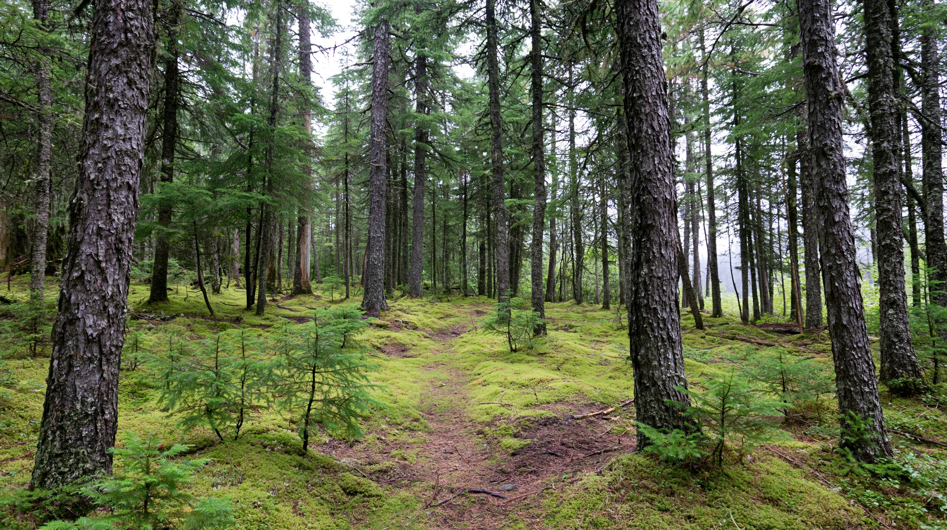 Moss-covered path winding through tall conifer trees in a northern boreal forest