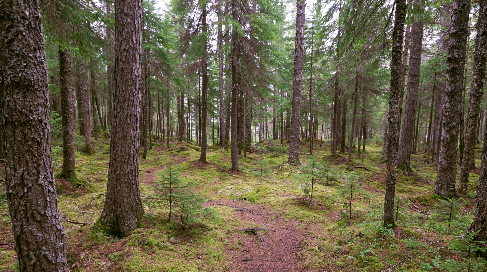 Dense coniferous forest interior with moss-covered ground and tall trees