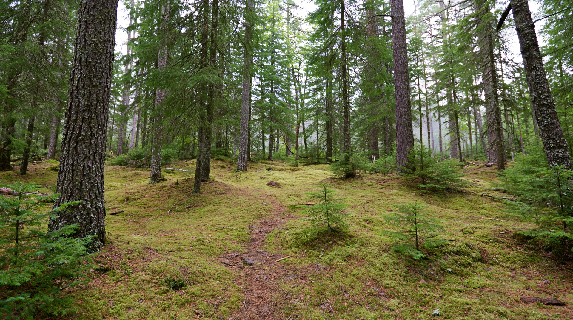 Moss-covered forest floor with tall conifer trees in a northern boreal woodland