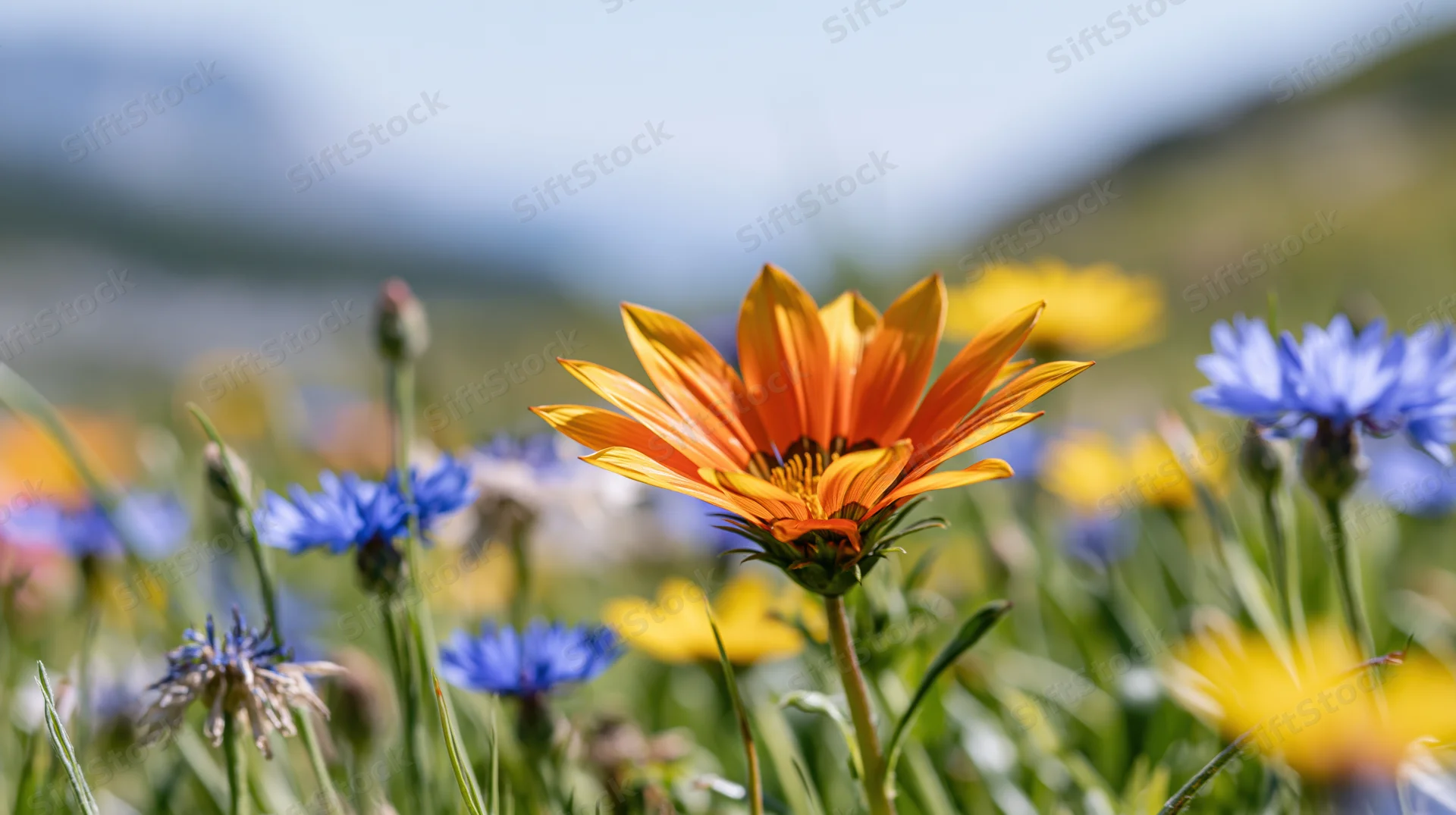 Orange gazania wildflower in sharp focus among blue and yellow flowers in a sunlit meadow