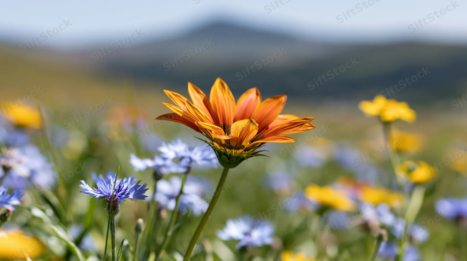 Orange gazania wildflower in sharp focus among blue and yellow flowers in a sunlit meadow