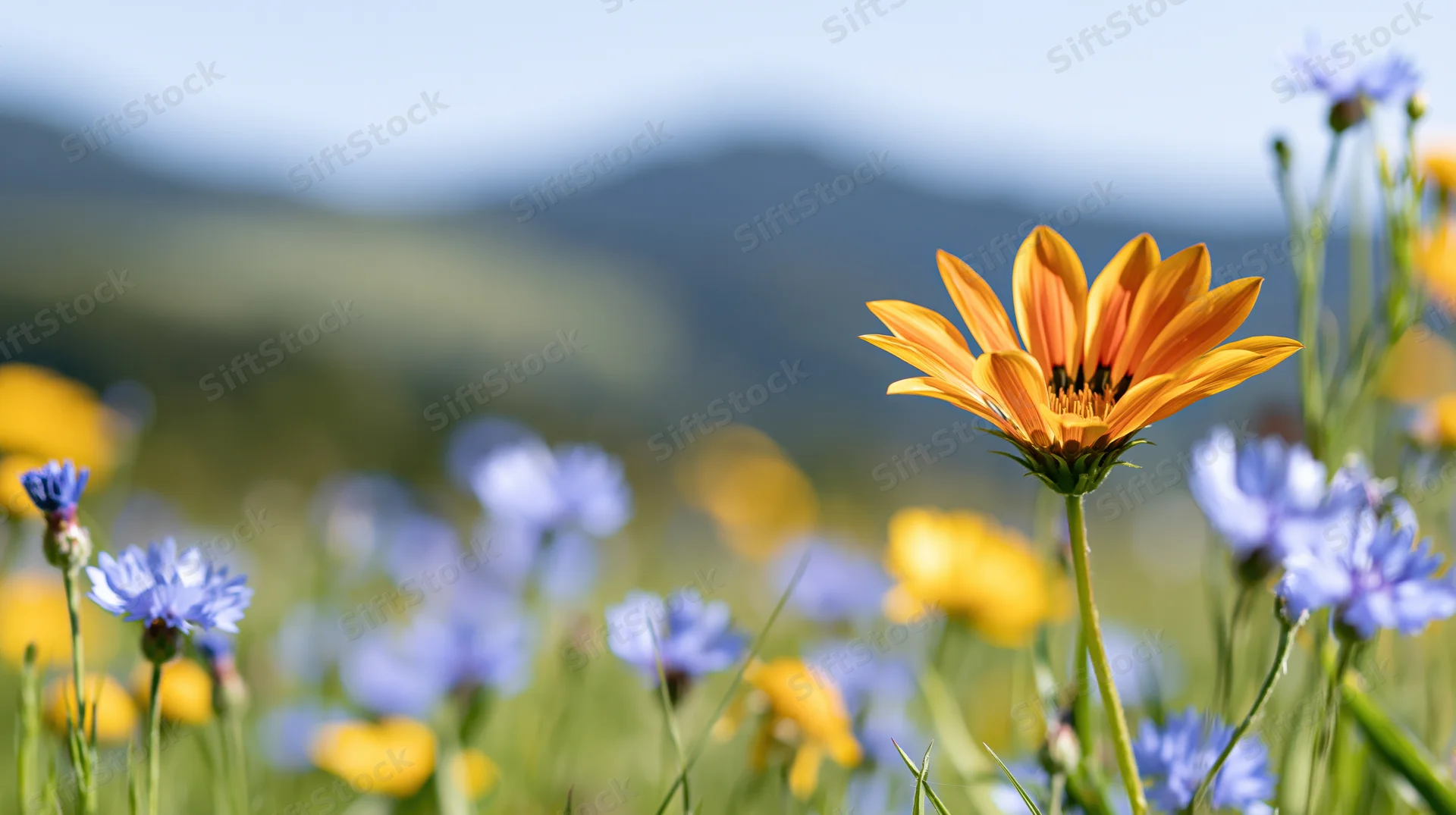 Orange gazania wildflower in sharp focus among blue and yellow flowers in a sunlit meadow