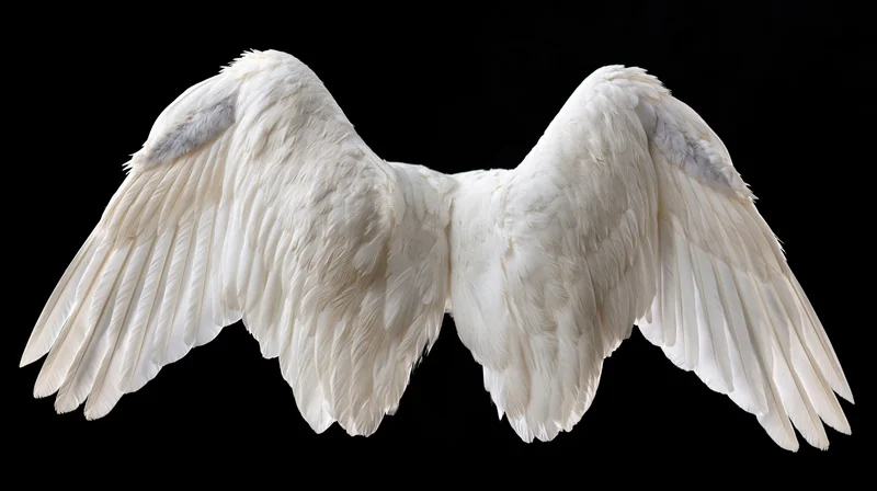 Pair of large white bird wings spread open symmetrically against black background