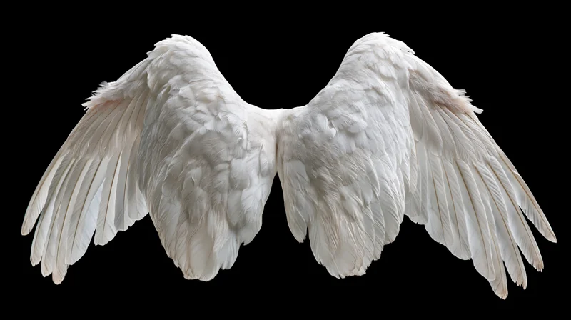 Pair of large white bird wings spread open symmetrically against black background
