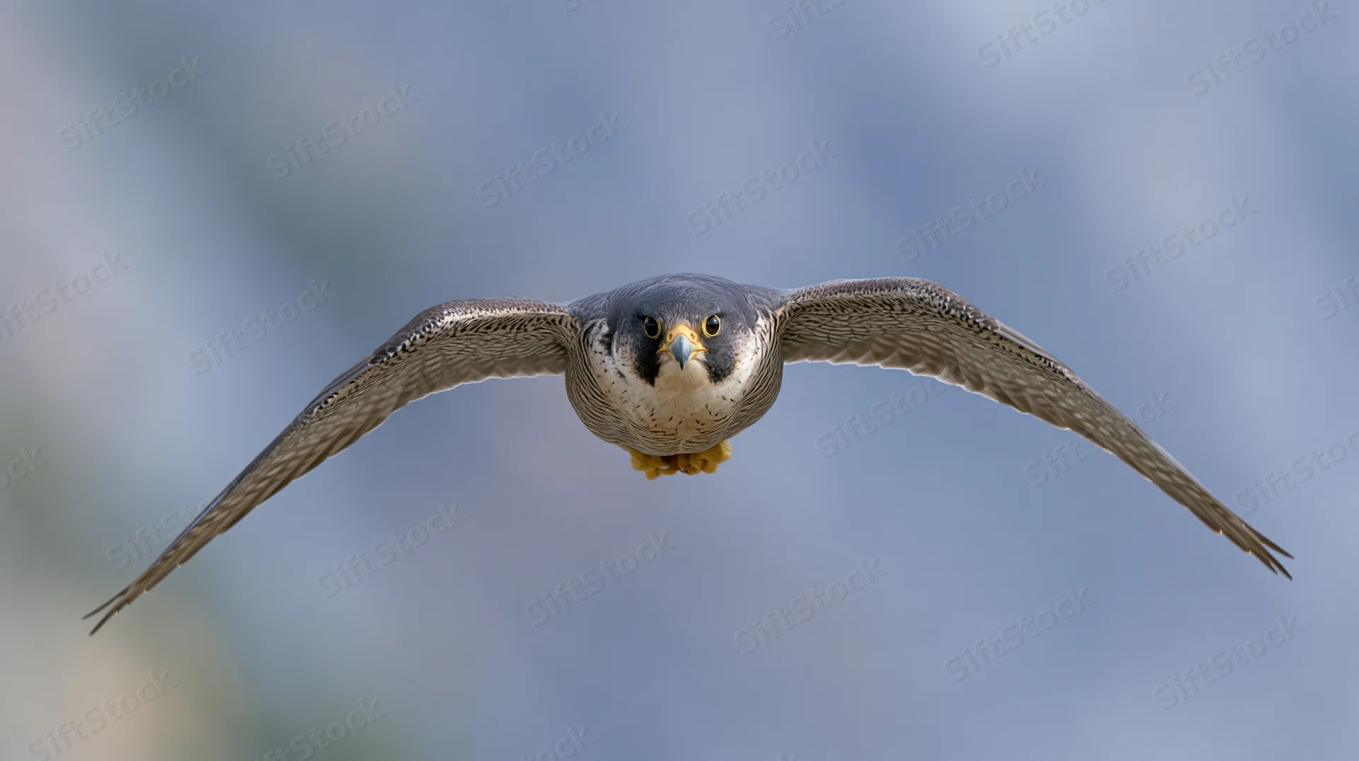 Peregrine falcon hovering mid-flight with wings fully spread against a blue sky background
