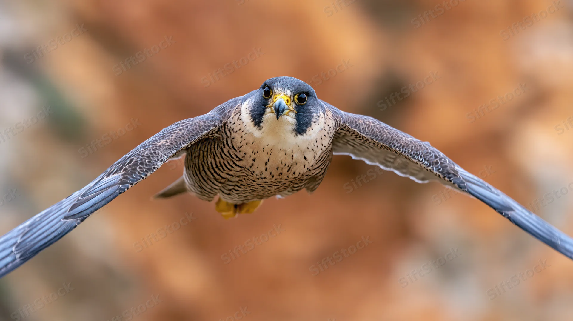 Peregrine falcon in mid-flight with wings fully spread and head turned toward camera