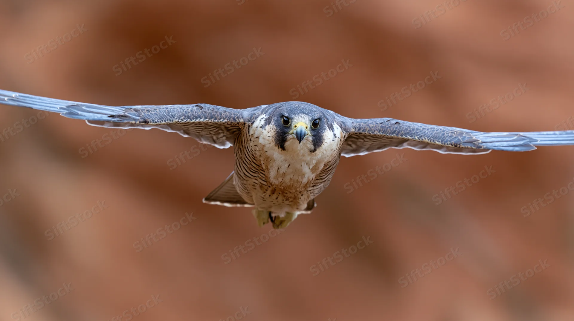 Peregrine falcon in mid-flight with wings fully spread against a blurred red rock background