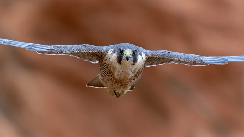 Peregrine falcon in mid-flight with wings fully spread against a blurred red rock background