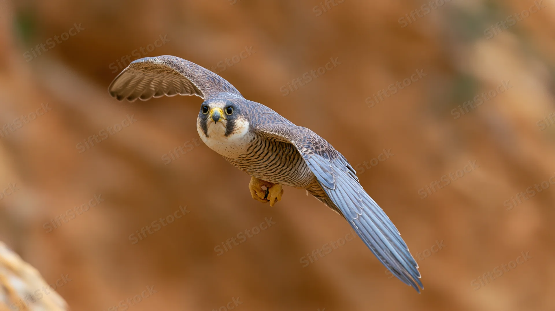 Peregrine falcon in mid-flight with wings fully spread and head turned toward camera against rocky background
