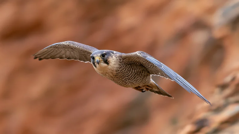 Peregrine falcon in mid-flight with wings fully spread against red rock canyon backdrop
