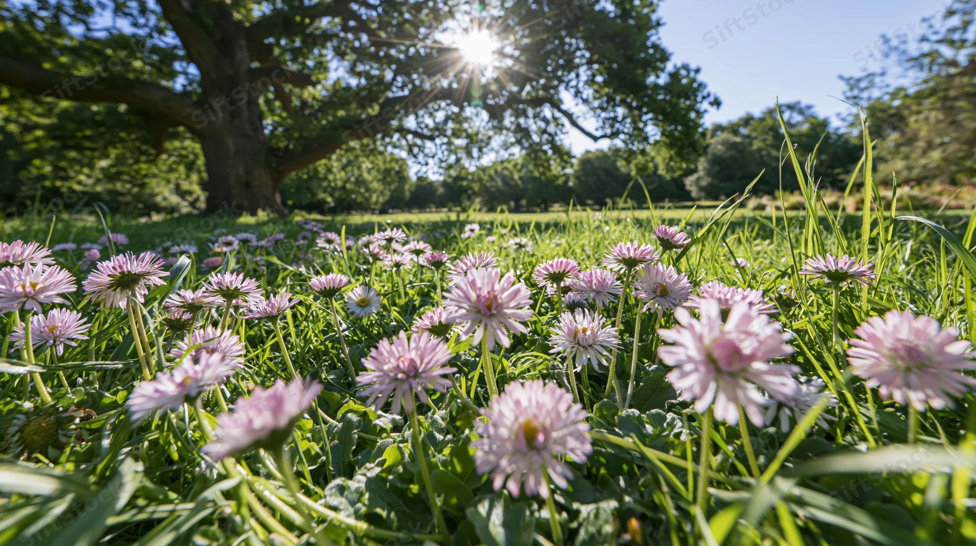 Pink and white daisies blooming in a sunlit grass meadow