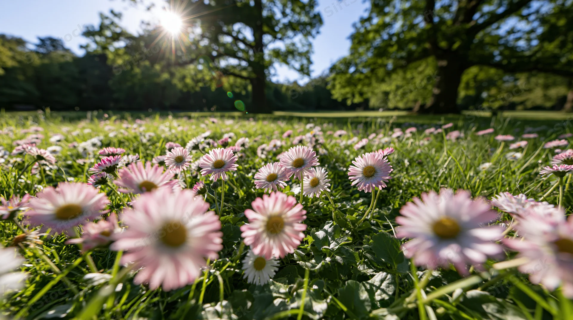 Pink and white daisies blooming in a sunlit grass meadow