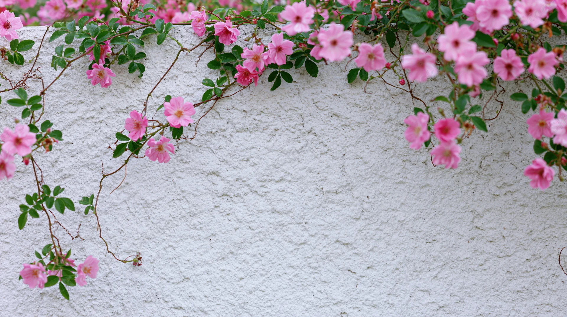 Pink climbing roses with green leaves cascading along a white textured wall