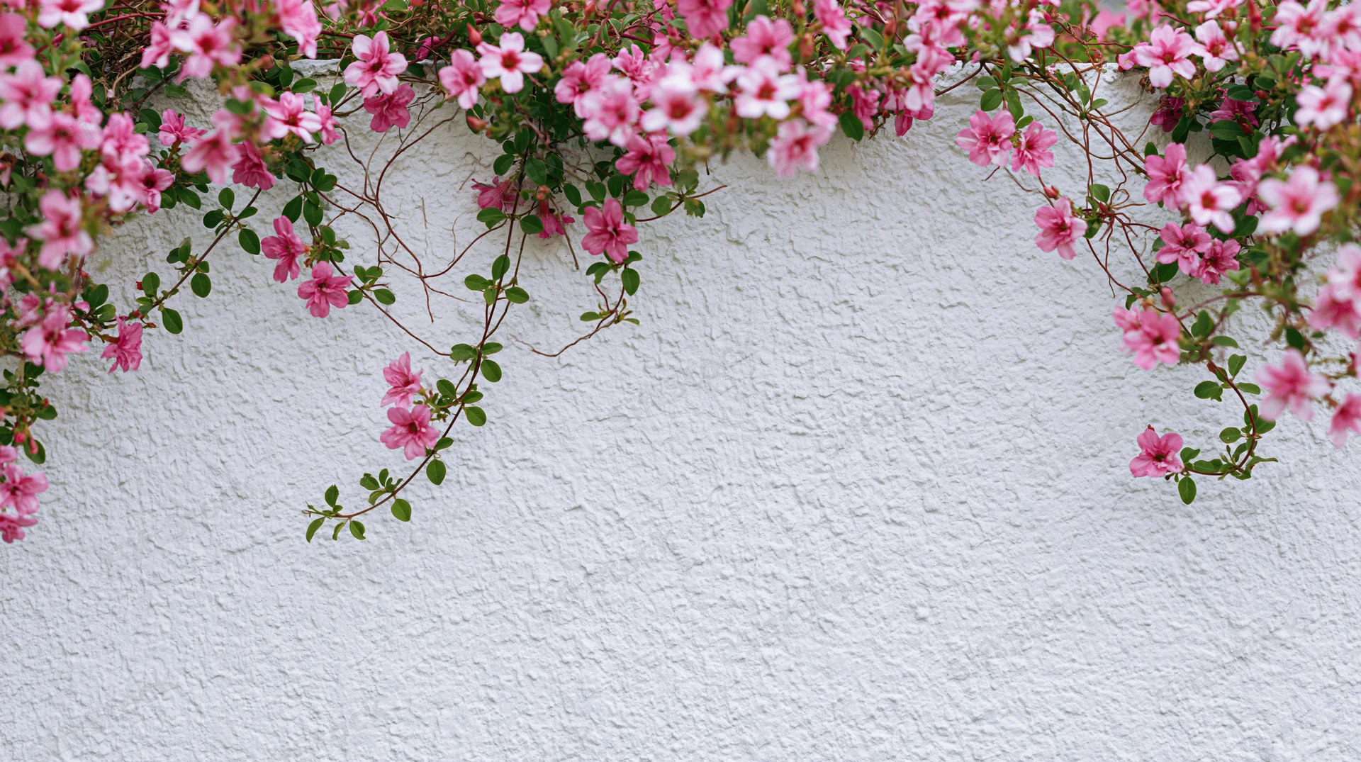 Pink climbing flowers with green leaves cascading along a white textured wall