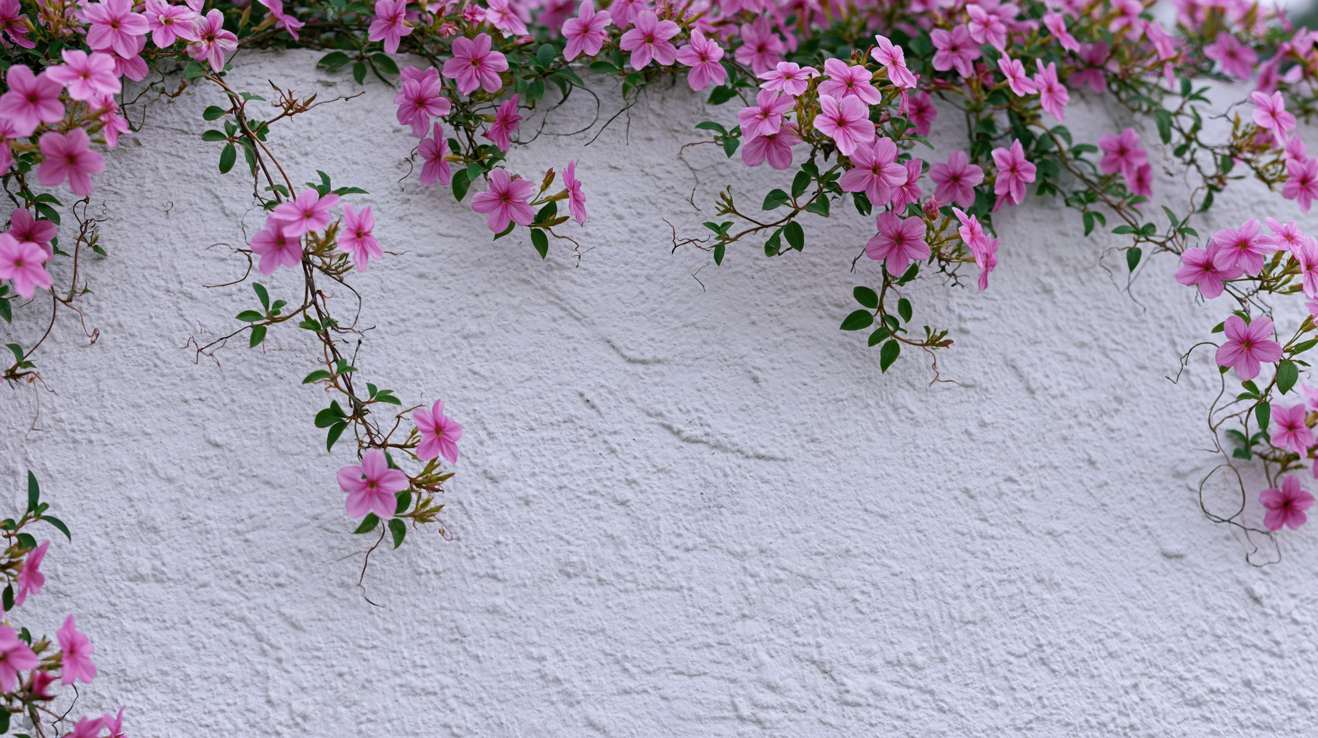 Pink climbing flowers with green leaves cascading along a white textured wall