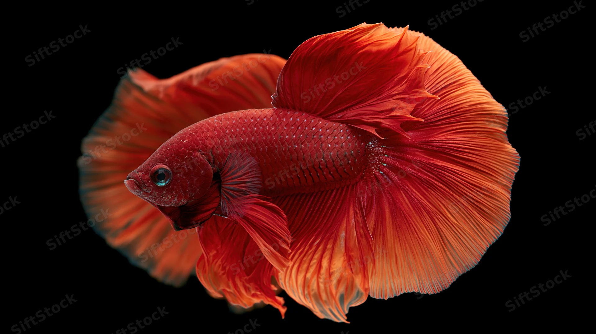 Red betta fish with flowing halfmoon tail fins swimming against black background