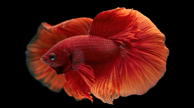 Red betta fish with flowing halfmoon tail fins swimming against black background