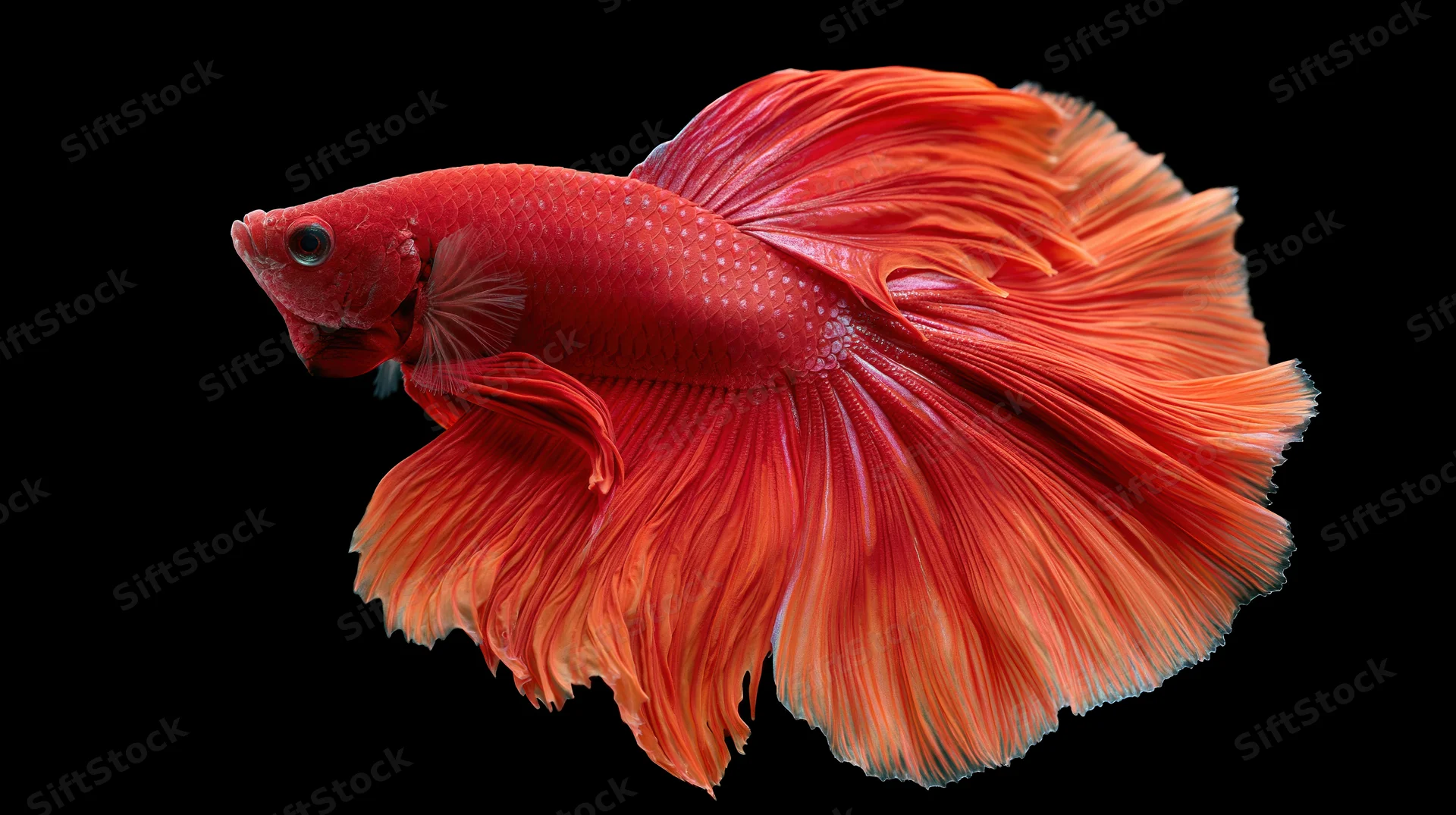Red betta fish with flowing halfmoon tail fins isolated on black background